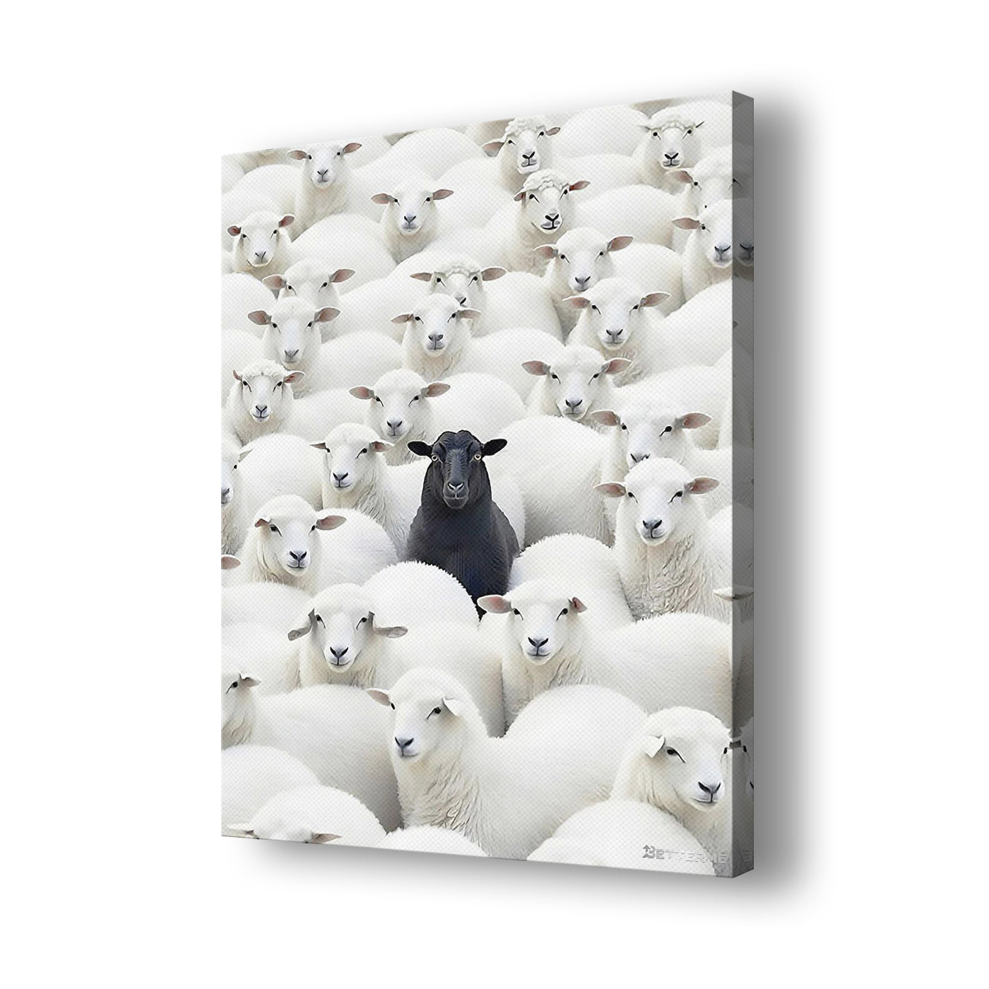 Black Sheep
