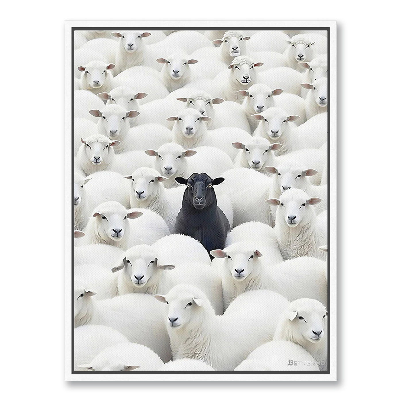 Black Sheep