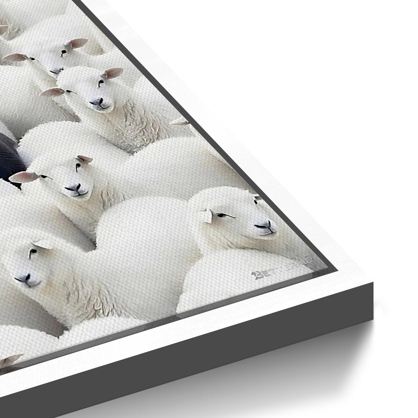 Black Sheep