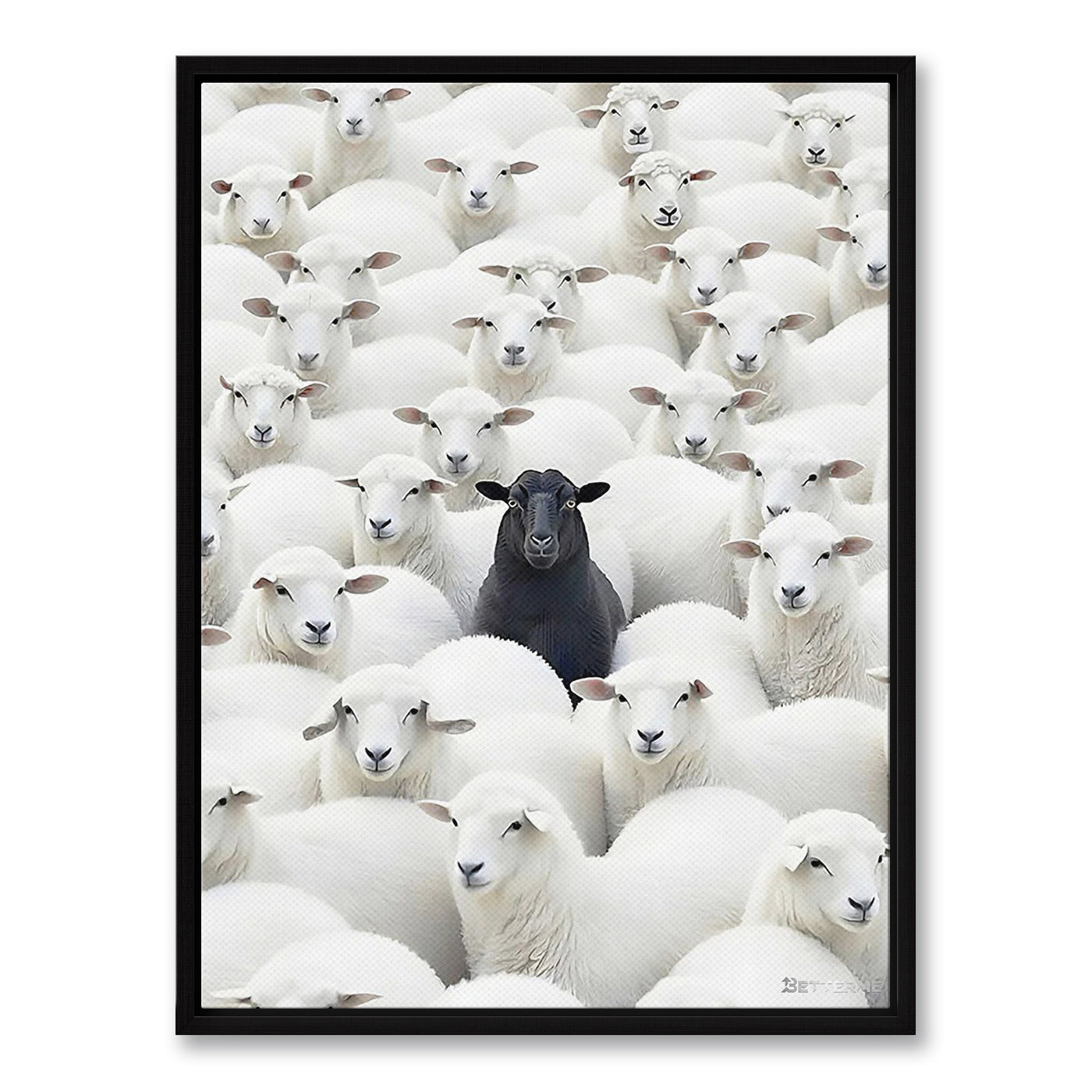 Black Sheep