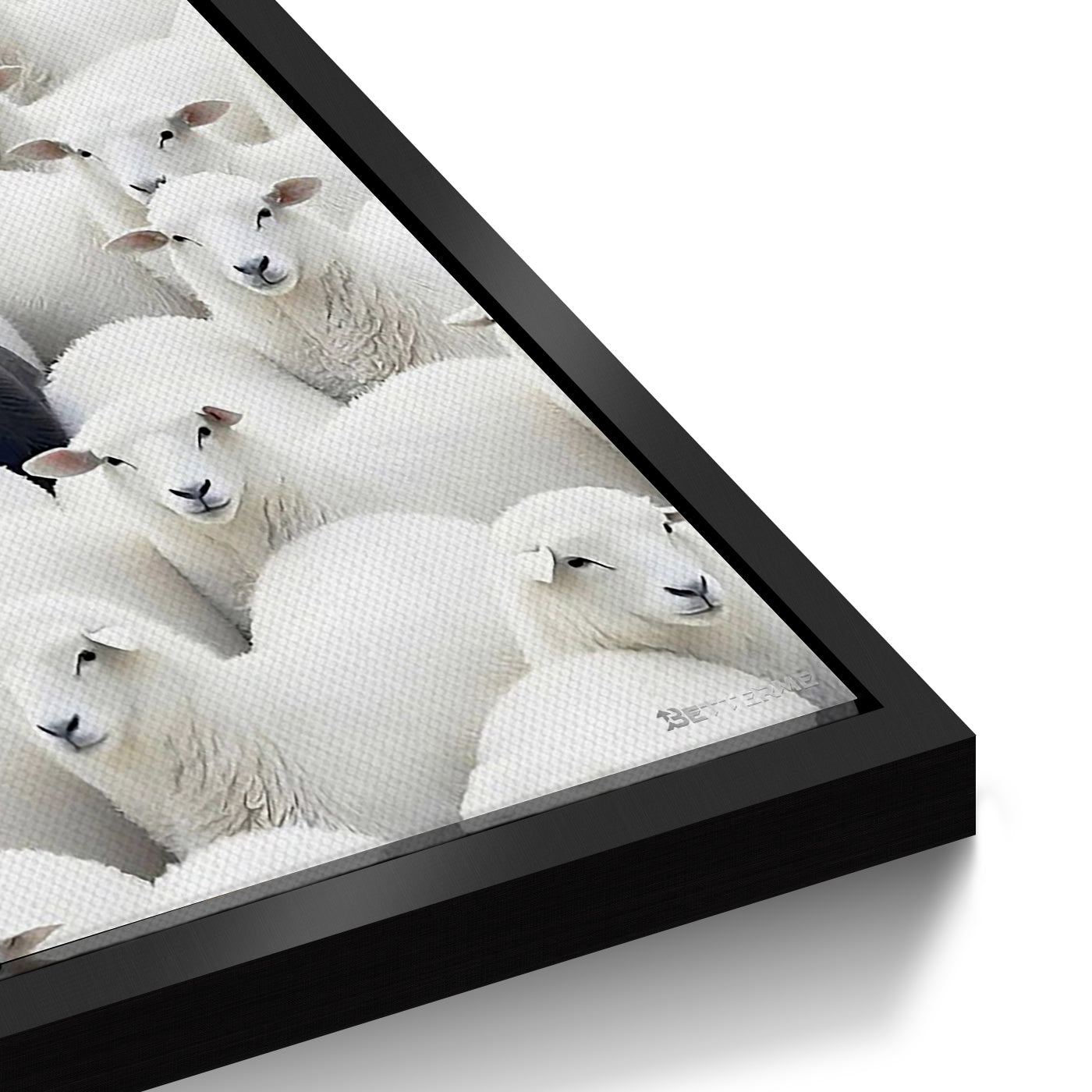 Black Sheep